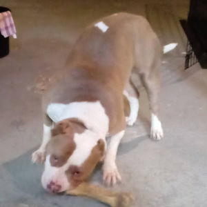 Meet your Posher, Charles